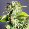 семена конопли недорого Auto Super Bud feminised семена конопли недорого Auto Super Bud feminised