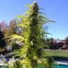 купить семена конопли Auto Super Bud feminised купить семена конопли Auto Super Bud feminised