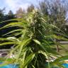 заказ семян конопли Auto Super Bud feminised заказ семян конопли Auto Super Bud feminised
