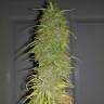 где заказать семена конопли Auto Super Bud feminised где заказать семена конопли Auto Super Bud feminised