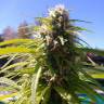семена конопли наложенным платежом Auto Super Bud feminised семена конопли наложенным платежом Auto Super Bud feminised