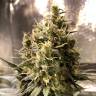 семена конопли феминизированные Auto Chocolope feminised семена конопли феминизированные Auto Chocolope feminised