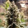 качественные семена конопли Auto Chocolope feminised качественные семена конопли Auto Chocolope feminised