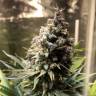 семена конопли недорого Auto Chocolope feminised семена конопли недорого Auto Chocolope feminised