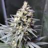 купить семена конопли Auto Chocolope feminised купить семена конопли Auto Chocolope feminised