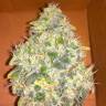 семена конопли сорта сатива Jack Herer feminised Green House Seeds семена конопли сорта сатива Jack Herer feminised Green House Seeds