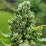 семена конопли для выращивания Jack Herer feminised Green House Seeds семена конопли для выращивания Jack Herer feminised Green House Seeds