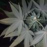 семена конопли марихуаны Widow Remedy regular Barneys Farm семена конопли марихуаны Widow Remedy regular Barneys Farm