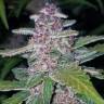 семена конопли f1 в оригинальной упаковке Auto Blackberry feminised Fast Buds семена конопли f1 в оригинальной упаковке Auto Blackberry feminised Fast Buds