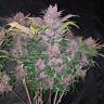 семена сортовой конопли Auto Blackberry feminised Fast Buds семена сортовой конопли Auto Blackberry feminised Fast Buds