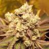 семена конопли в интернете Royal Cookies feminised Royal Queen