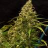семена конопли феминизированные Green Poison CBD feminised Sweet Seeds семена конопли феминизированные Green Poison CBD feminised Sweet Seeds