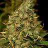 семена конопли f1 в оригинальной упаковке Green Poison CBD feminised Sweet Seeds семена конопли f1 в оригинальной упаковке Green Poison CBD feminised Sweet Seeds