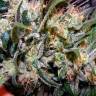 Agamotto feminised GanjaVIP Seeds Agamotto feminised GanjaVIP Seeds