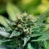 Agamotto feminised GanjaVIP Seeds Agamotto feminised GanjaVIP Seeds