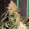 Agamotto feminised GanjaVIP Seeds Agamotto feminised GanjaVIP Seeds