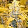 Agamotto feminised GanjaVIP Seeds Agamotto feminised GanjaVIP Seeds