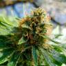Agamotto feminised GanjaVIP Seeds Agamotto feminised GanjaVIP Seeds