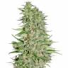 семена конопли в интернете Diamond Girl feminised Green House Seeds семена конопли в интернете Diamond Girl feminised Green House Seeds