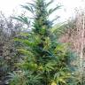 семена конопли гидропоники Diamond Girl feminised Green House Seeds семена конопли гидропоники Diamond Girl feminised Green House Seeds