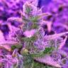 семена конопли почтой Auto Red Poison regular семена конопли почтой Auto Red Poison regular