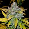 качественные семена конопли Auto Blue Dream'matic feminised Fast Buds качественные семена конопли Auto Blue Dream'matic feminised Fast Buds