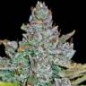 семена конопли недорого Auto Blue Dream'matic feminised Fast Buds семена конопли недорого Auto Blue Dream'matic feminised Fast Buds