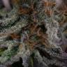 семена конопли для посадки купить Lost Coast OG feminised Humboldt Seeds семена конопли для посадки купить Lost Coast OG feminised Humboldt Seeds