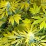 семена конопли с доставкой Royal Domina feminised Royal Queen