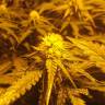 урожайные семена конопли Green Poison F1 Fast Version feminised Sweet Seeds урожайные семена конопли Green Poison F1 Fast Version feminised Sweet Seeds