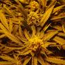 семена конопли недорого Green Poison F1 Fast Version feminised Sweet Seeds семена конопли недорого Green Poison F1 Fast Version feminised Sweet Seeds