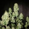 Annex feminised GanjaVIP Seeds Annex feminised GanjaVIP Seeds