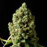 Annex feminised GanjaVIP Seeds Annex feminised GanjaVIP Seeds