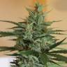 где можно заказать семена конопли Auto Roadrunner regular