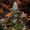 Auto Calamity Jane feminised Buddha Seeds Auto Calamity Jane feminised Buddha Seeds