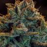 Auto Calamity Jane feminised Buddha Seeds Auto Calamity Jane feminised Buddha Seeds