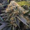 семена конопли в интернете Mango Sapphire feminised Humboldt Seeds семена конопли в интернете Mango Sapphire feminised Humboldt Seeds