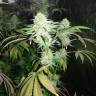 семена конопли марихуаны Mango Sapphire feminised Humboldt Seeds семена конопли марихуаны Mango Sapphire feminised Humboldt Seeds
