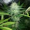 семена конопли аутдор Mango Sapphire feminised Humboldt Seeds семена конопли аутдор Mango Sapphire feminised Humboldt Seeds