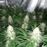 семена конопли медицинской Northern Lights feminised Pyramid Seeds семена конопли медицинской Northern Lights feminised Pyramid Seeds
