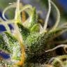 заказ семян конопли Москва Ice Cool CBD feminised Sweet Seeds заказ семян конопли Москва Ice Cool CBD feminised Sweet Seeds