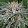 купить онлайн семена конопли Widow Remedy feminised купить онлайн семена конопли Widow Remedy feminised