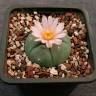 Семена кактуса Lophophora williamsii SB 854 Семена кактуса Lophophora williamsii SB 854