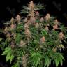 дешевые семена конопли в России Purple Punch feminised Ganja Seeds дешевые семена конопли в России Purple Punch feminised Ganja Seeds
