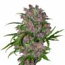 Качественные семена Purple Punch  Качественные семена Purple Punch