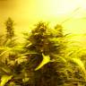 Семена каннабиса Auto Easy Ryder feminised Ganja Seeds Семена каннабиса Auto Easy Ryder feminised Ganja Seeds
