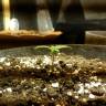 Семена конопли Colossus feminised GanjaVIP Seeds Семена конопли Colossus feminised GanjaVIP Seeds