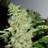 Colossus feminised GanjaVIP Seeds Colossus feminised GanjaVIP Seeds
