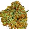 Colossus feminised GanjaVIP Seeds Colossus feminised GanjaVIP Seeds