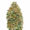 Colossus feminised GanjaVIP Seeds Colossus feminised GanjaVIP Seeds